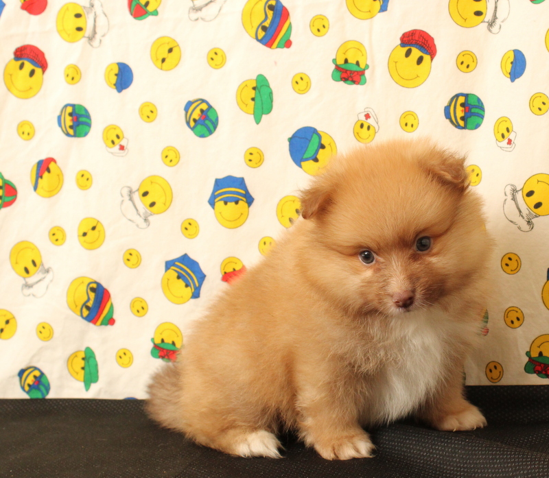 puppy, for, sale, Pomeranian, Matthew B. Stoltzfus, dog, breeder, Gap, PA, dog-breeder, puppy-for-sale, forsale, nearby, find, puppyfind, locator, puppylocator, aca